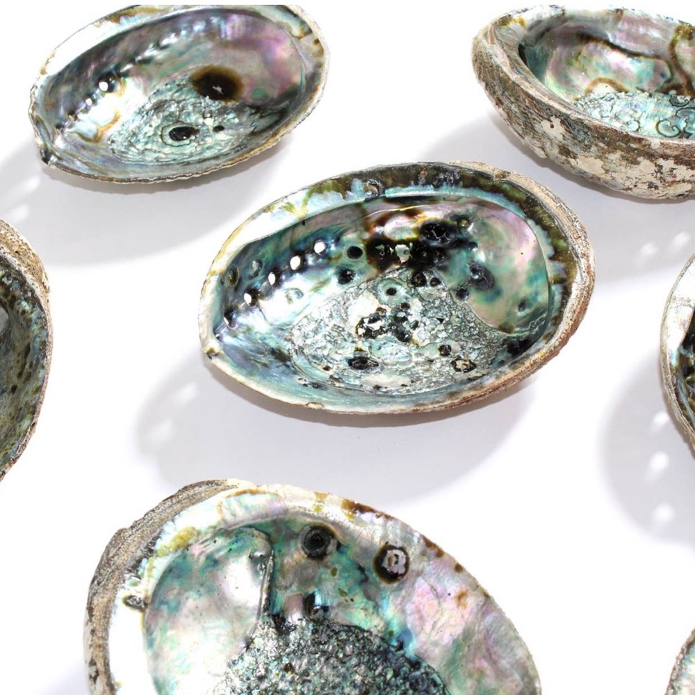 Abalone Sage / Incense Shell